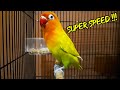 MASTERAN LOVEBIRD SPEED RAPAT NGEKEK PANJANG FULL