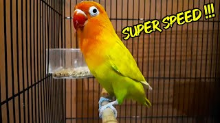 Download lagu MASTERAN LOVEBIRD SPEED RAPAT NGEKEK PANJANG FULL !!! mp3 Download lagu MASTERAN LOVEBIRD SPEED RAPAT NGEKEK PANJANG FULL !!! mp3