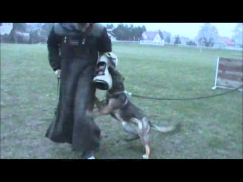 Chester z Jukasu - training in 11 months - obedience & protection