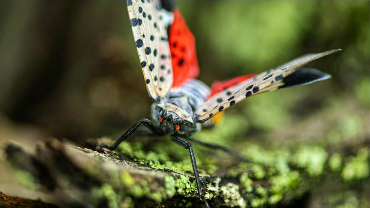 Why so many are fearing the impact of the tiny lanternfly? - YouTube