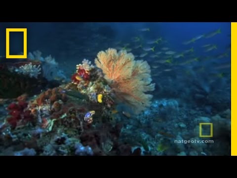 Great Barrier Reef | Exploring Oceans