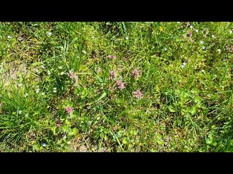 Al doilea Paște in pandemie la Bogați in Argeș, in 2021