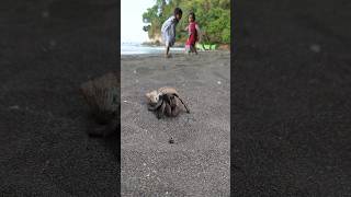 Download lagu saat main prosotan pasir di pantai,tiba2 mereka kaget saat melihat hermitcrabs #shorts #kelomang mp3