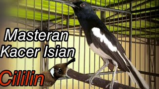 Download lagu Masteran Kacer Isian Cililin Pedes Untuk Memancing Kacer Agar Emosi mp3