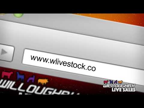 Willoughby Lamb Sales
