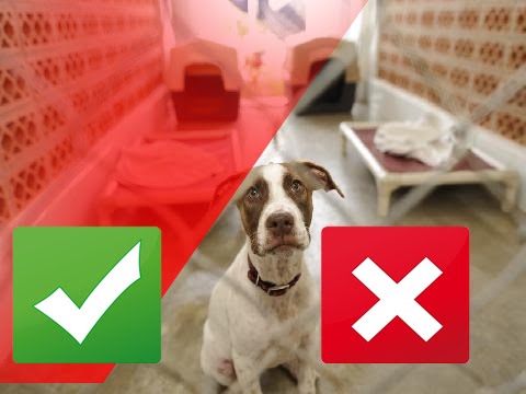 8 Signs of a Bad Boarding Kennel