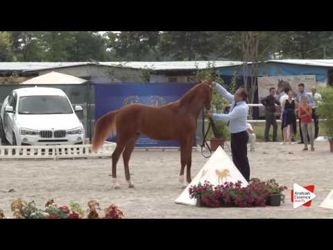 N.10 BYRON BY BRI - Festival FVG 2015 - Yearling Colts (Class 2)