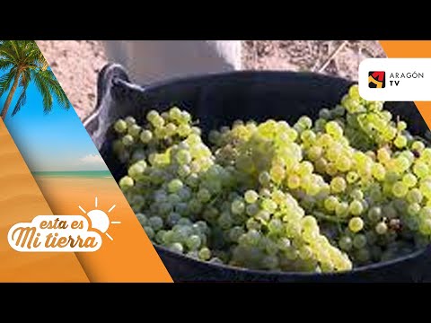 Fotograma del vídeo: Vendimia en Viñas del Vero