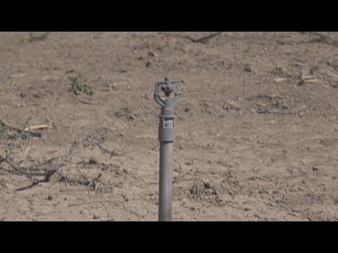 Fort Stockton farm hopes to help keep Comanche Springs flowing with water