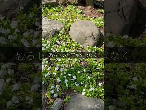 日陰のグランドカバー植物: 成長するのに太陽を必要としないこれらの 9 つの美しい品種は何ですか?  庭園