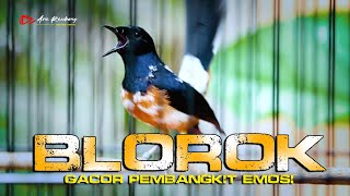Download lagu MURAI BATU BLOROK isian pedes GACOR DOR membuat EMOSI TARUNG NAIK | shama bird mp3