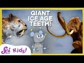 Tails And Tusks And Teeth Oh My SciShow Kids Compilation