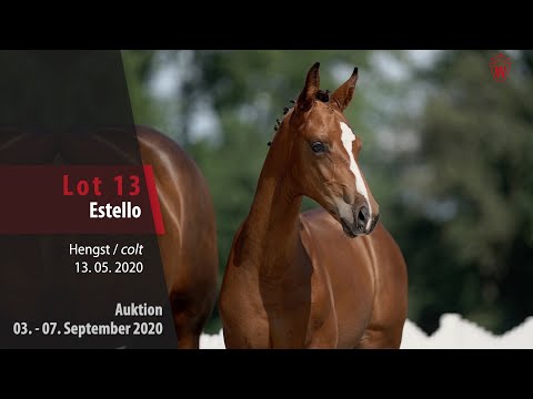 Online-Auktion v. 03. - 07.09.2020 Lot 13 Estello Hengst v. Escamillo - Samarant