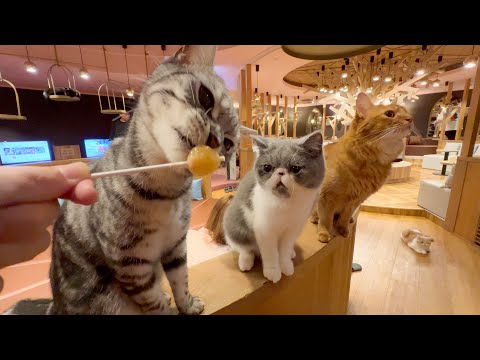 So Cute!!! Visiting a large Japanese cat cafe in Nagoya 🐈 🥤 CAT CAFE MOCHA