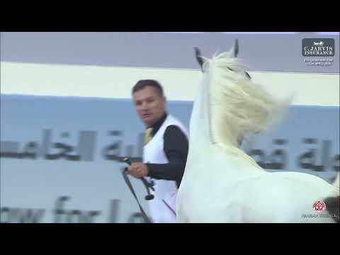 N 162 LAMMAH AL NAIF   5th Qatar AHS for Local Bred 2025   Stallions 7+ Years Old Class 10