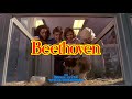 Beethoven 1992 Title Sequence