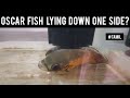 oscar fish lying down one side problem tamil || why do oscar fish lie down in tank tamil || rishi aq