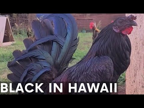 Beautiful Black Birds McRae Dan Gray Roundhead Grey Robello Farm in Hawaii Beautiful Black Chicken