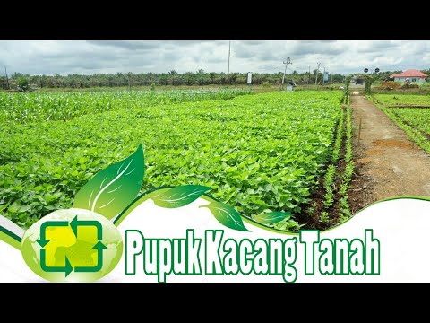Kekuatan gel kaisar Tetes untuk potensi muda