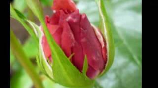 Dusty Springfield Rose