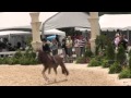 Video of FAIRYTALES ridden by ANNA.