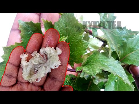 Omukyala wo Lubuto Tafunza Mana Tasika Nfuli Nebirala Binji