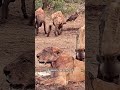 A Dying Lioness Vs Scavengers  #shorts