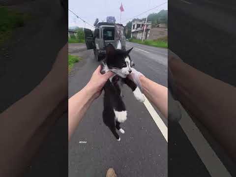 Daily Good Deed Helped lay a cat that had met with a road accident to its final resting place#shorts