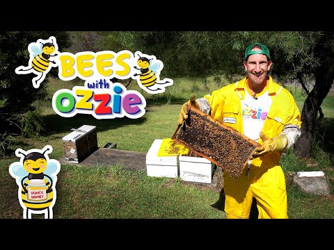 How Is Honey Made for Kids | Learn About Bees | Educational Video For Kids