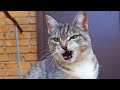 Tabby Grey Cat Meows Loudly And Asks For Food