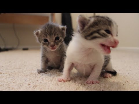 2 Weeks Old (Kitten Update)