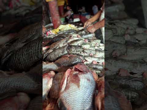 El mercado de pescado en Calamar, Bolívar-sabor, tradición y vida cotidiana.