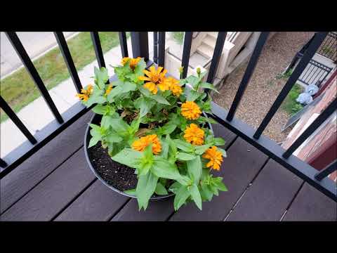 Tristan Gardner the Gardener 2024