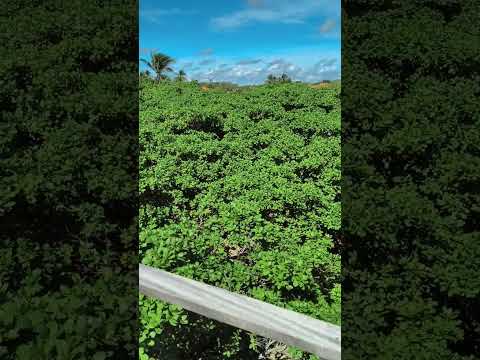 A visão do maior cajueiro do mundo! Cajueiro da praia.