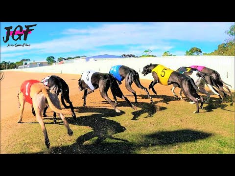 Australian racing greyhounds - Track race