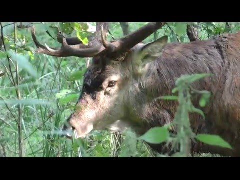 Rothirschbrunft in Mecklenburg