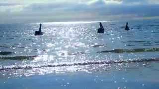 Sunnyboys - Let You Go - Wildlife Version.