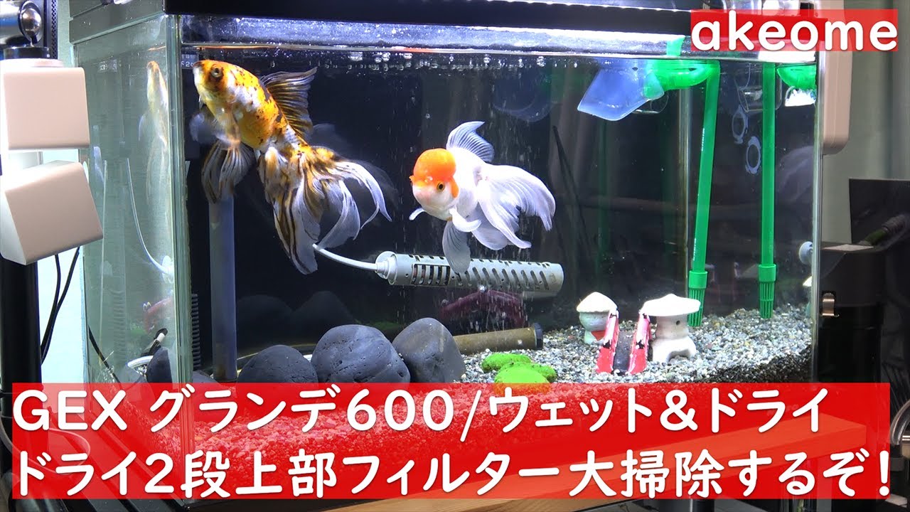 【アクア・上部フィルター】GEX グランデ600・ウェット＆ドライ／ドライ2段を大掃除するぞ！ちなみにポンプはレイシーです。