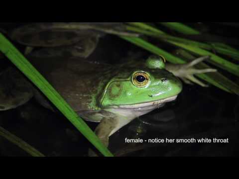 Bullfrog Serenade