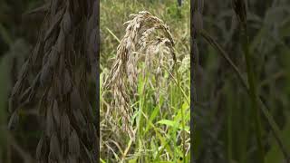 Download lagu Jalan keliling diladang #gadisdayak mp3