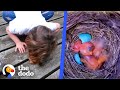 Watch These Baby Robins Hatch And Flap Their Wings For The First Time | The Dodo