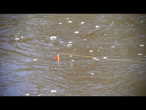 March Steelhead Bobber Downs & Bonus Browns - Spring Fishing with @Chiefz