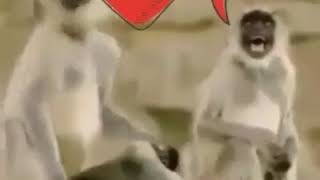 Download lagu Story wa monyet lucu mp3