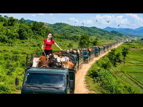 Use Truck To Travel 1500Km To Cow Farm | Buy 500+ Cow To Sell For Villagers