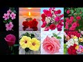 Dp Pictures For Whatsapp Flower Wallpaper Photo Lovely Dp Pics 2023