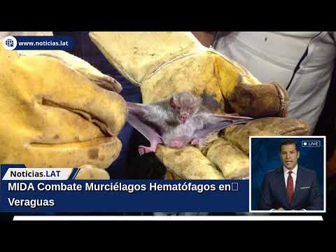 MIDA Combate Murciélagos Hematófagos en Veraguas