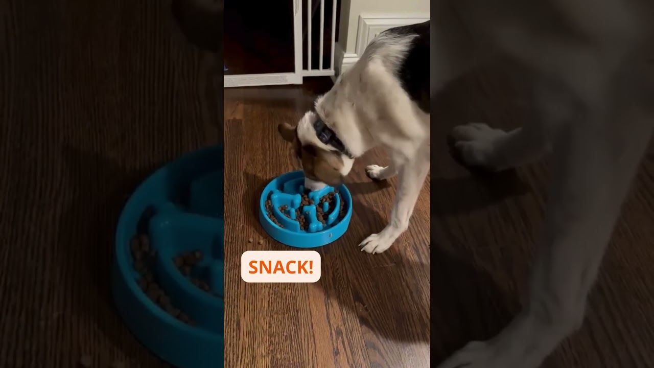 Cassie, a ADOPTABLE mixed breed in Morristown, NJ video 6/6