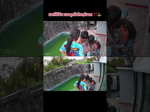 นาทีชีวิต วิ่งหนีงูตัวใหญ่