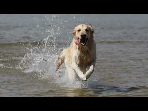 Dog is Man's First Friend:.Story Of Humans And Dogs. How Dogs Discovered Man