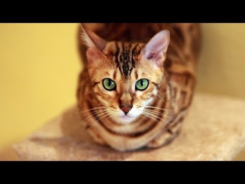 How to Take Care of a Bengal Cat - Exercising and Playing With a Bengal